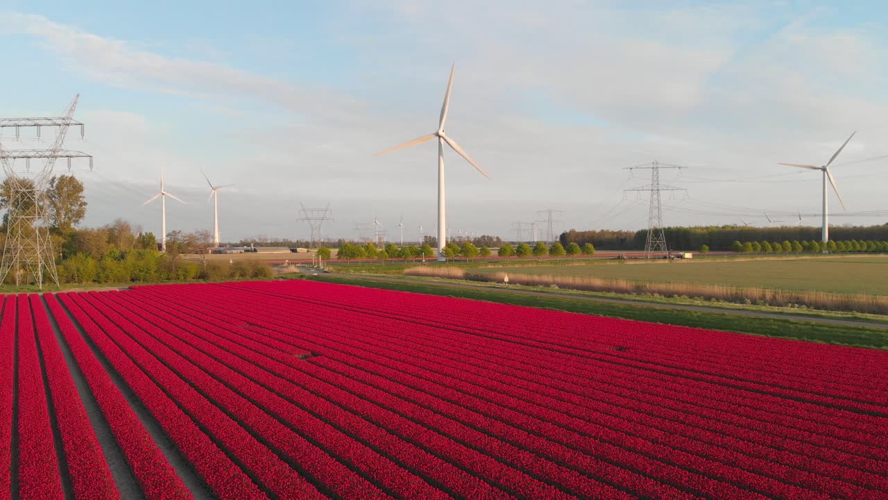 낮에 풍력 터빈이 회전하는 네덜란드 플레볼란트의 농장에서 붉은 튤립이 피어 있습니다.