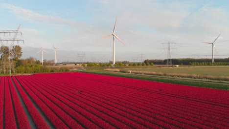 rows of red tulips in bloom at the farm in flevoland, netherlands with wind turbines spinning at daytime