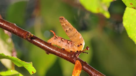 caterpillar bedstraw hawk moth crawls on a branch during the rain. caterpillar (hyles gallii) the bedstraw hawk-moth or galium sphinx, is a moth of the family sphingidae.