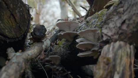 Distinctive-Species-Of-Mushrooms-Blooming-On-Tree-Trunk-In-Forest