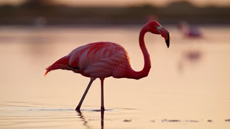 a majestic pink flamingo stands gracefully in shallow waters during a serene sunset, capturing the elegance and beauty of nature in this tranquil moment