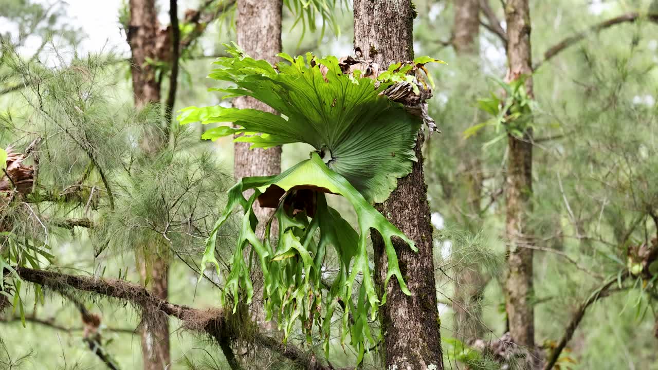 Large epiphytic fern attached to tree trunk gently sways in natural daylight, surrounded by lush green foliage in a subtropical forest setting