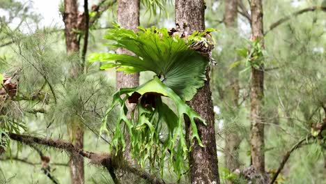large epiphytic fern attached to tree trunk gently sways in natural daylight, surrounded by lush green foliage in a subtropical forest setting