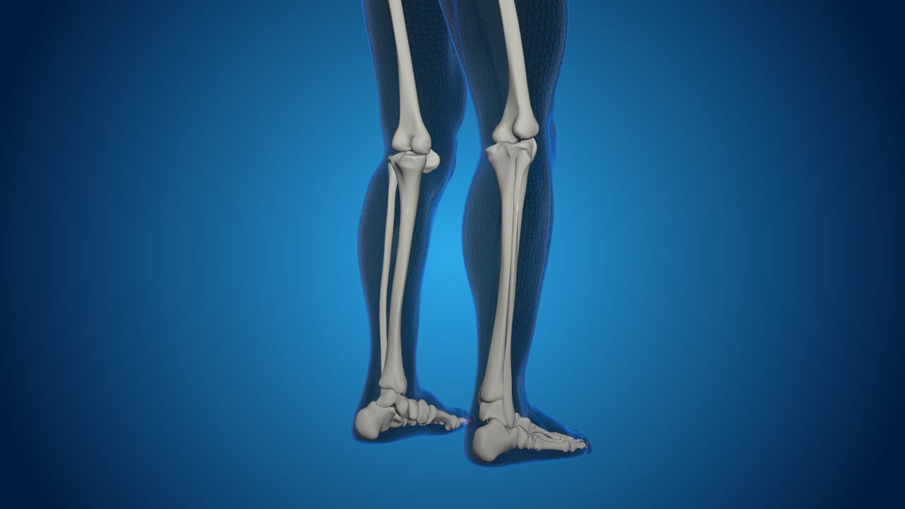 Human Leg Skeleton Anatomy