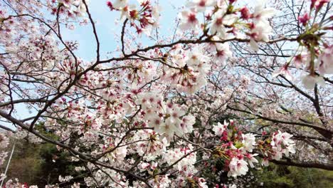 The-best-cherry-blossom-in-Yokohama