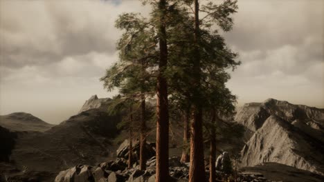 cliff with trees and light of the sun
