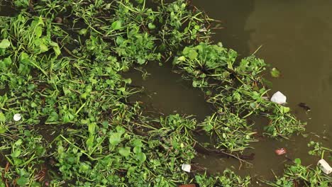 a group of water hyacinth and garbage floating on water