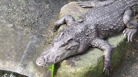 un cocodrilo descansando en una roca