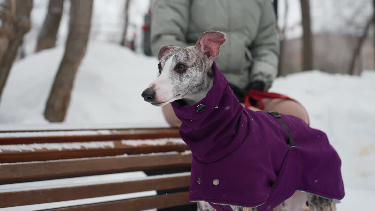 Whippet in purple coat sits alert on bench in snowy park, looking attentively into distance, woman wearing green winter jacket and gloves partially visible beside, snow-covered trees in cold outdoor scene