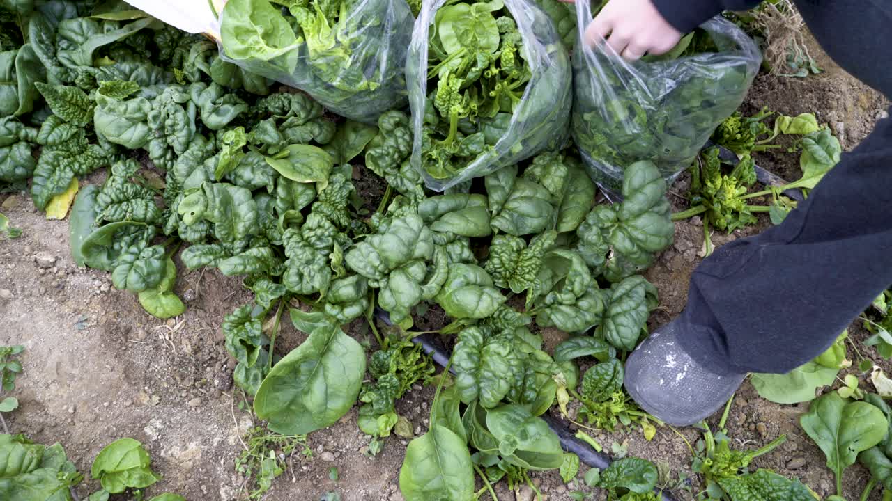 Freshly Harvested Spinach