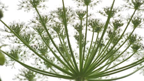 giant hogweed against with large white flowers, heracleum manteggazzianum