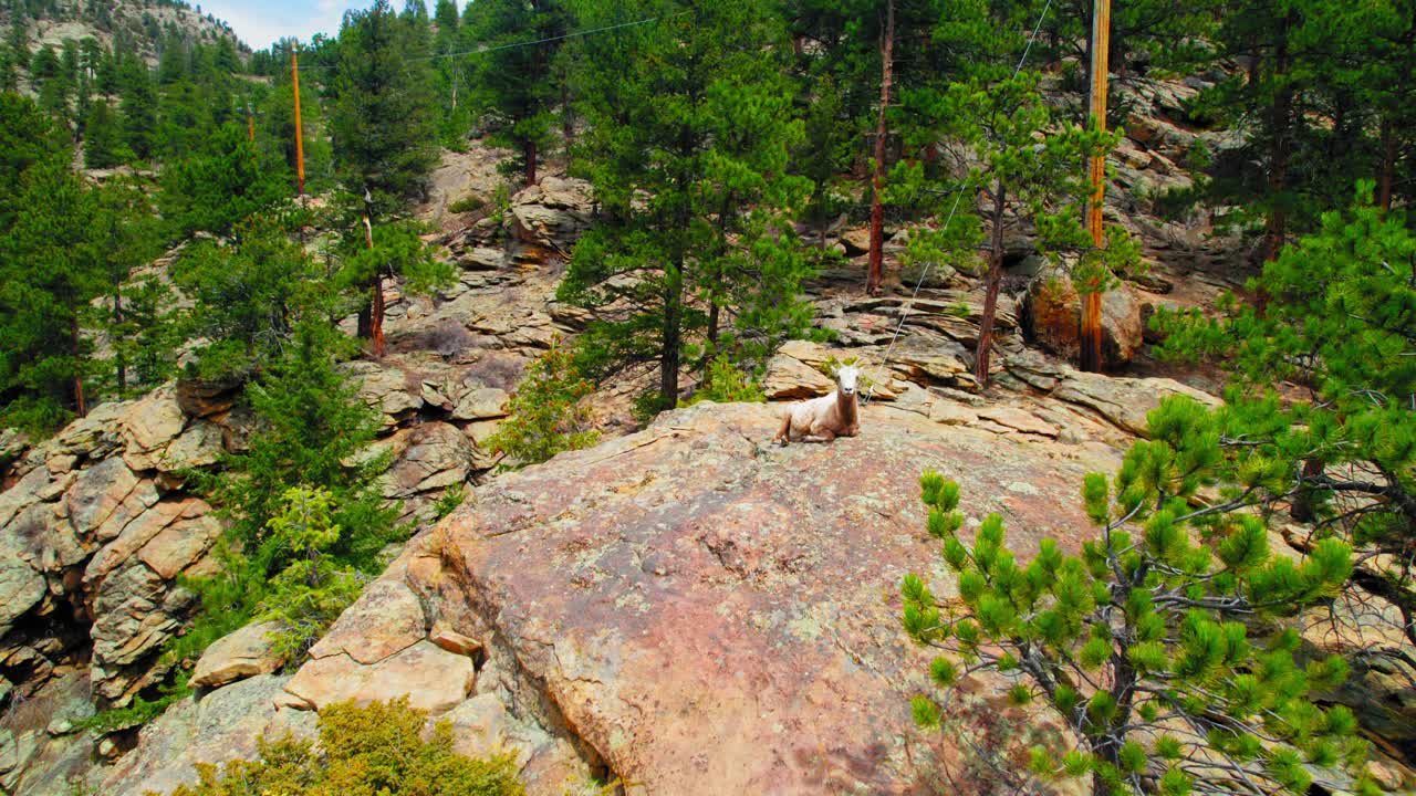 Drone Shot Of Colorado Mountain Goat On Top Of Rocky Mountain Hill In Alpine Forest In Estes Colorado USA