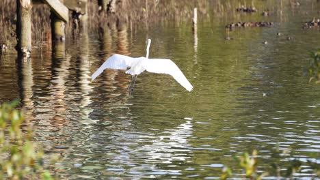 great egret flying gracefully across a pond