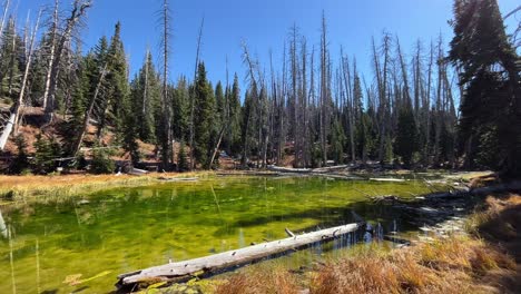 alpine pond loop trail through the forest in cedar breaks national monument, brian head, utah