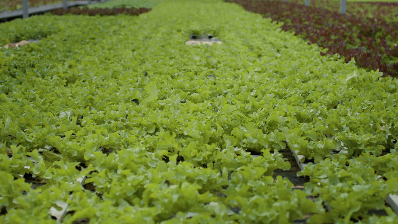 Greenhouse with Rows of Lettuce