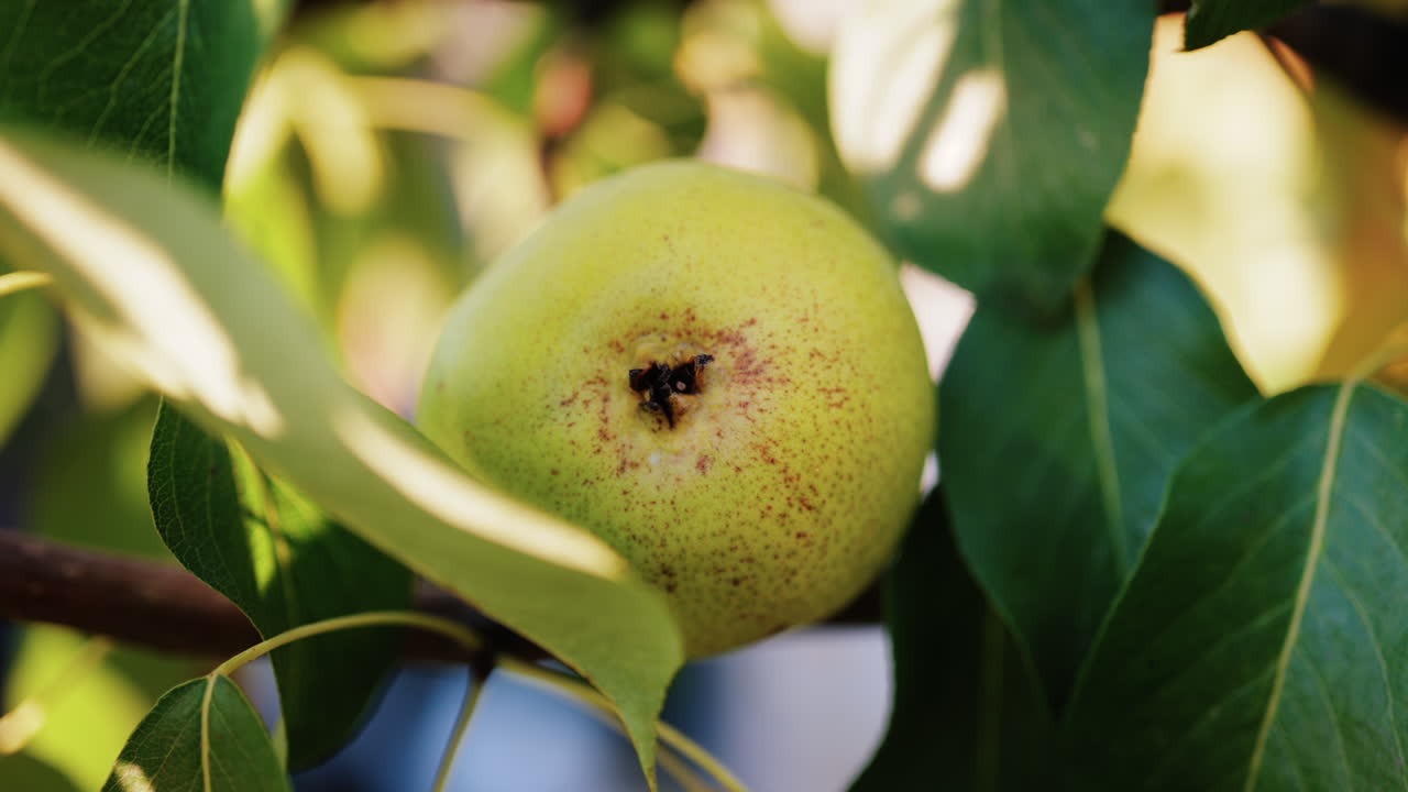 Close up of a ripe pear hanging among green leaves in the sunlight