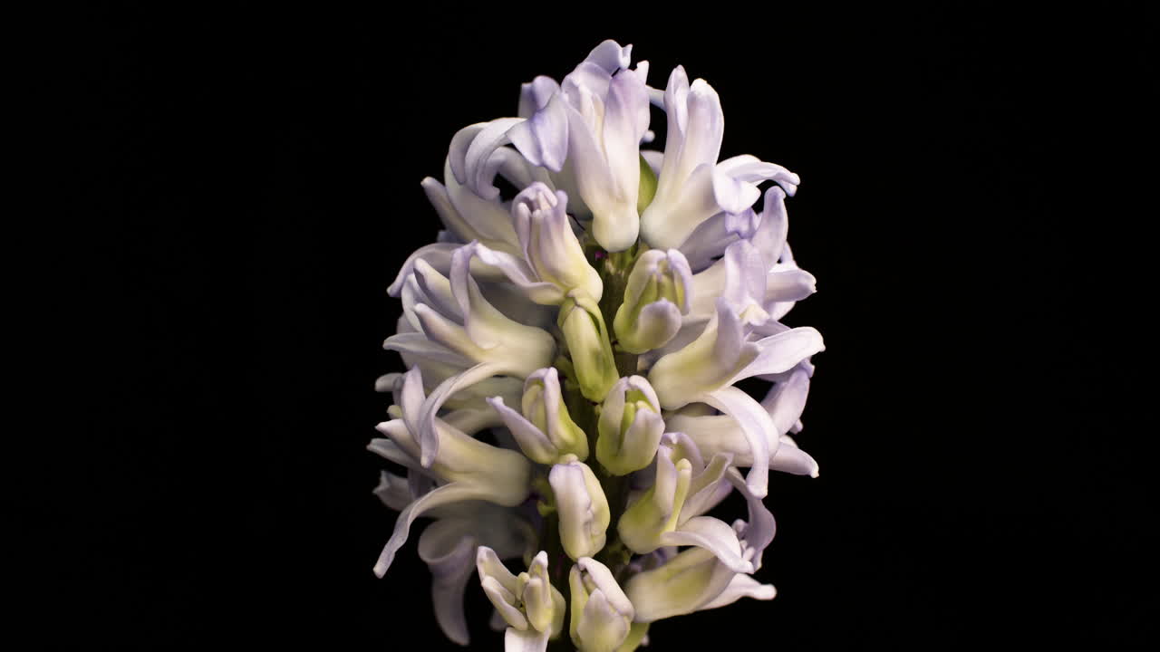 A beautiful white Hyacinth blooming, black background - time lapse