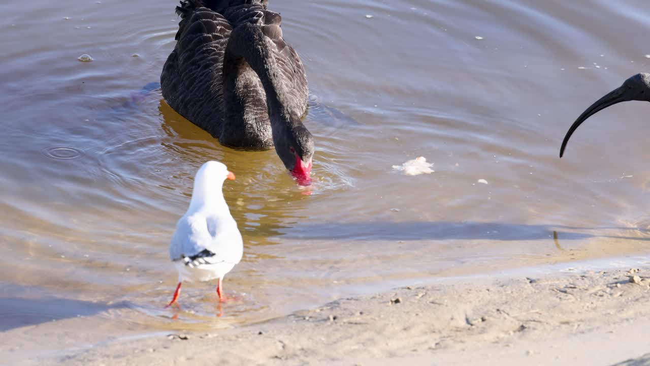 A black swan and a seagull interact on a sandy shore, captured in natural lighting with gentle water movements