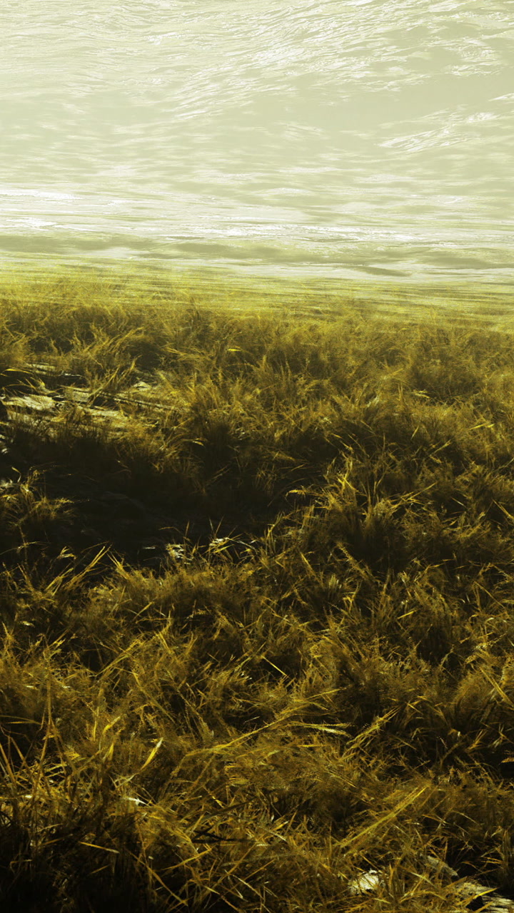 Golden grass sways gently under the warm sun near the serene waters edge