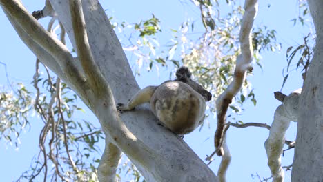 Australischer-Einheimischer-Koalabär-Springt-Vom-Ast-Eines-Eukalyptusbaums,-Der-Im-Nationalpark-Wächst