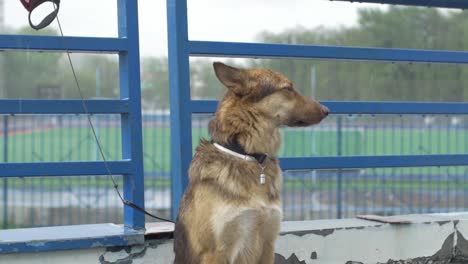 dog sitting on a leash outside on a rainy day