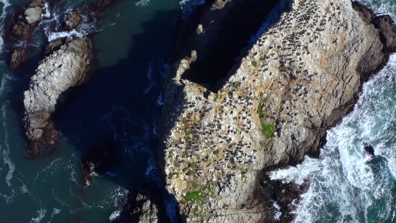 cenital shot uccelli gabbiani spiaggia di topocalma, pietra del vento litueche puertecillo matanzas windsurf spot surf spot