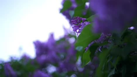 purple lilacs in bloom