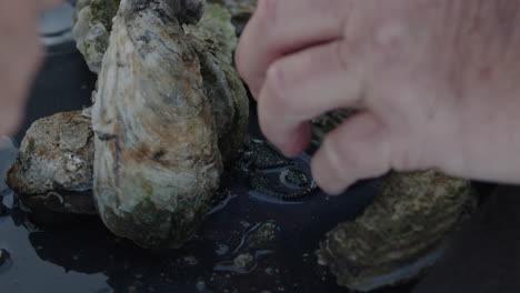 manos recogiendo ostras en un asado de ostras