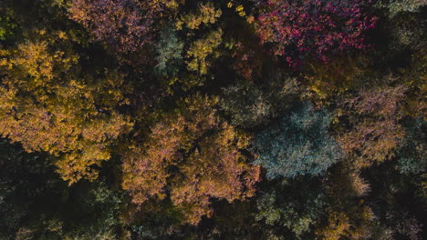 coloridas copas de árboles otoñales de exuberante follaje forestal en el norte de noruega