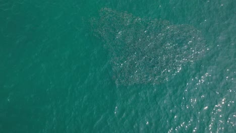aerial drone shot of a bank of fish near ixtapa zihuatanejo