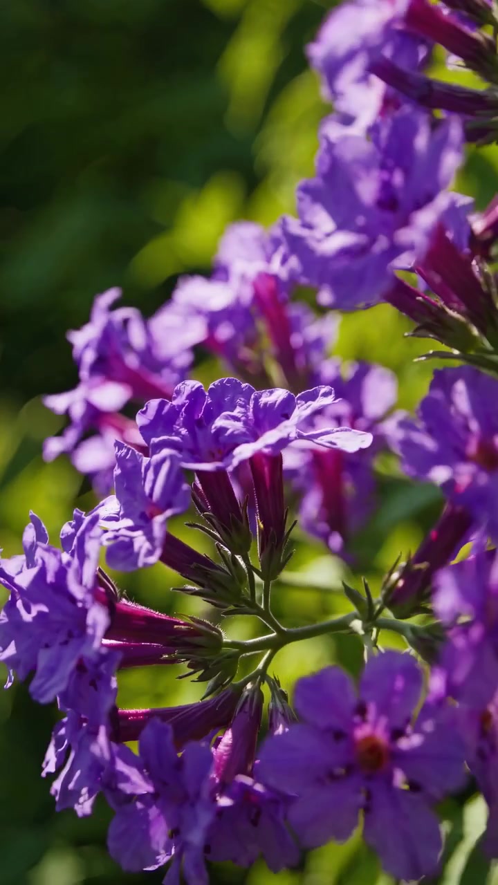 Nærbillede af livlige lilla blomster, der blomstrer i en solrig have