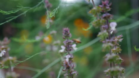 abeja alimentándose de hermosas flores de albahaca en el jardín