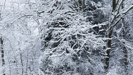 Drone-shot-slowly-rising-up-snow-covered-tree