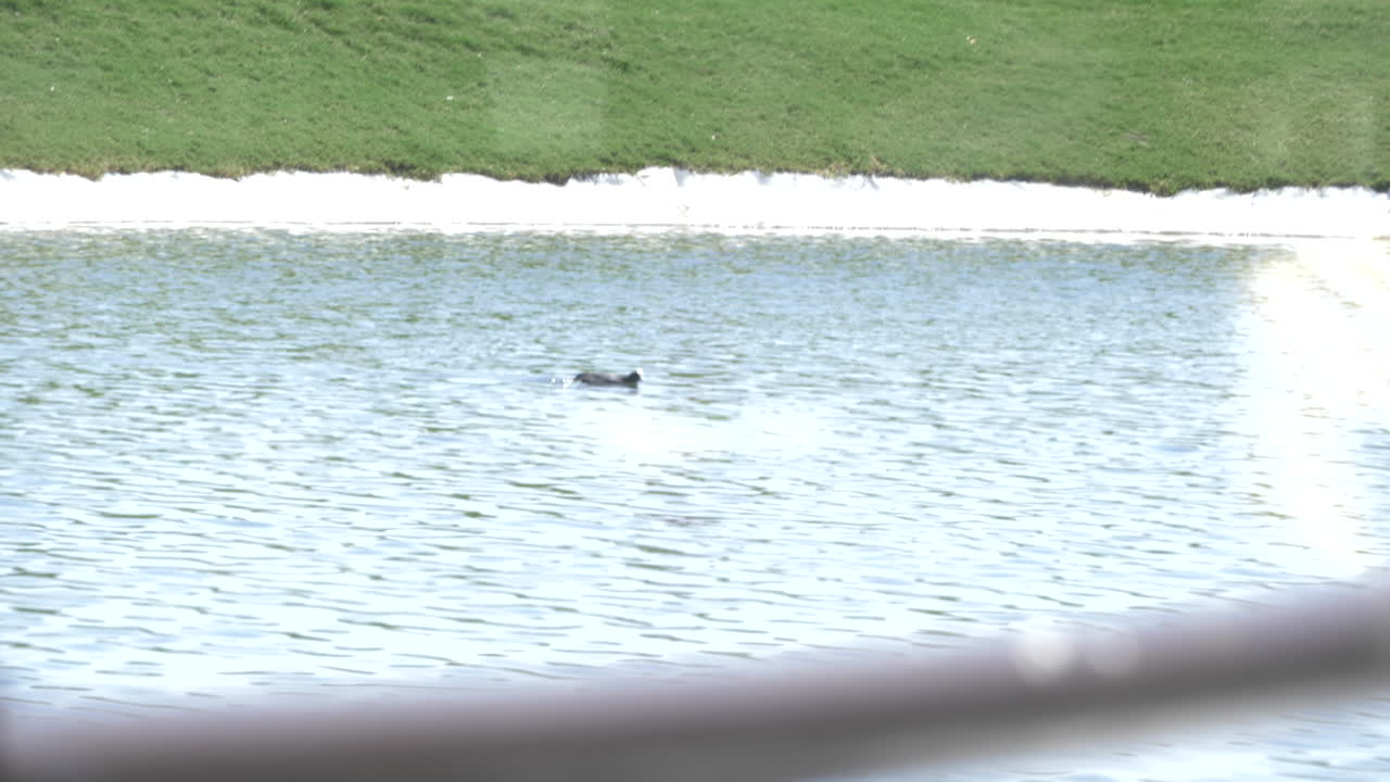 스페인 호수 한가운데 있는 오리