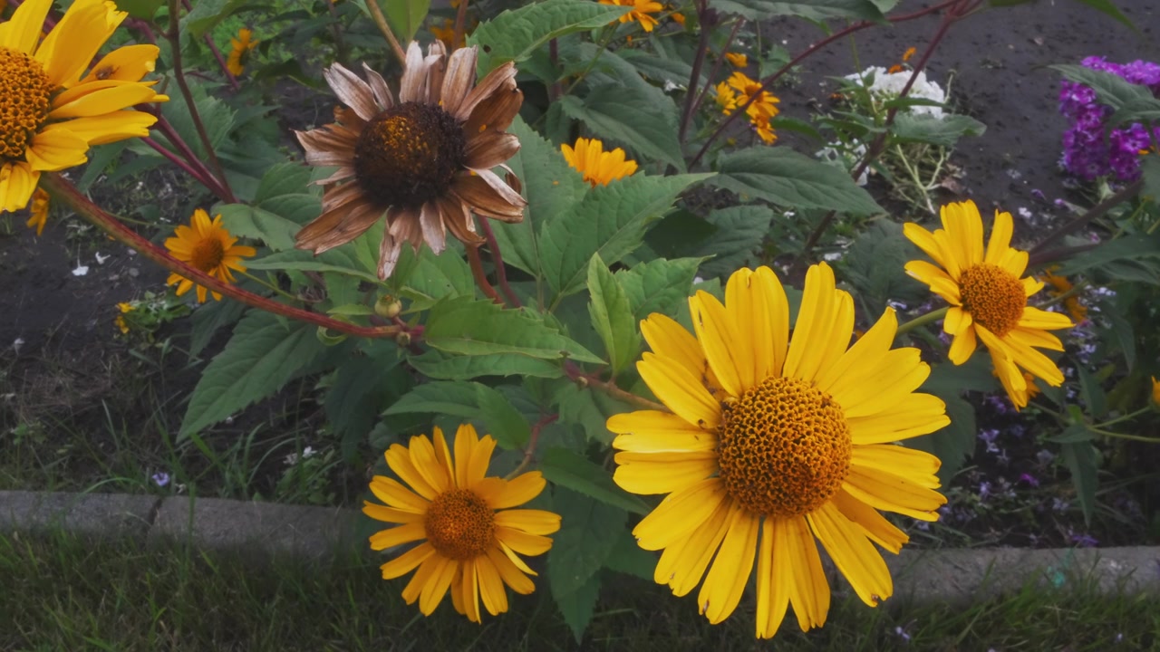 Primo piano di un fiore appassito tra fiori gialli vivaci