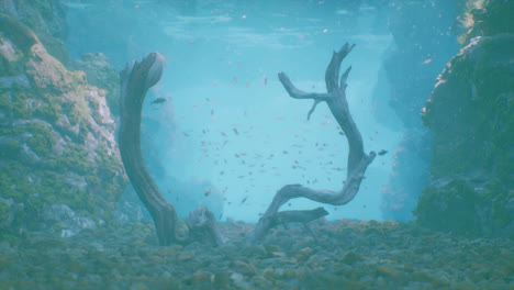 an underwater scene with driftwood and fish