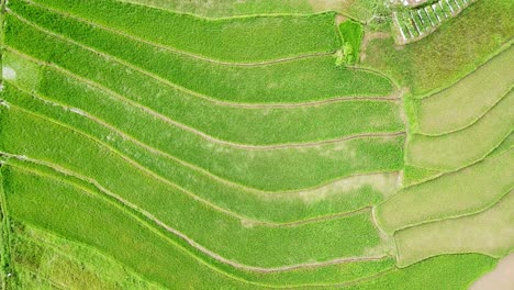 overhead drone shot of fertile tropical rice field