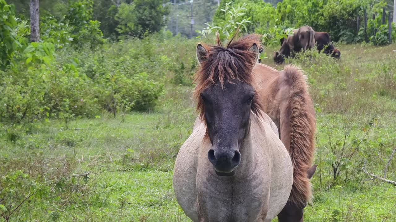 caballos en un campo