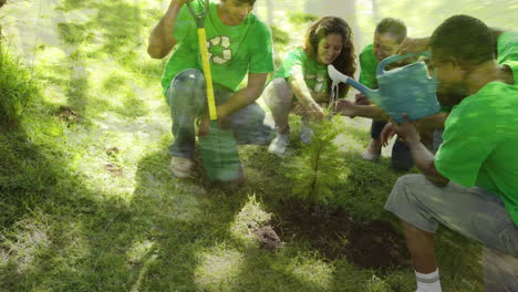 planting trees in a park