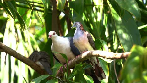 close up shot of a male white-headed pigeon and a bar-shouldered dove perching side by side on the tree branch in tropical rainforest, lush green foliages environment, spread its wings and fly away