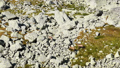 three large mountain goats make their way over boulders along the edge of a european mountain