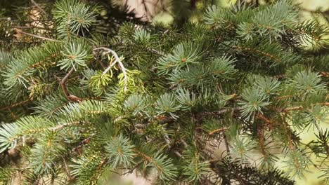 close up of pine branch moving in a breeze