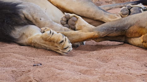 closeup of lion paws