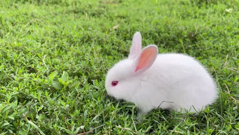 a cute white rabbit on green grass