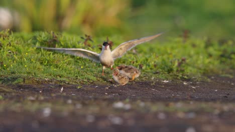 Comical-sight-of-common-tern-chick-spews-out-tiny-fish-that's-still-alive