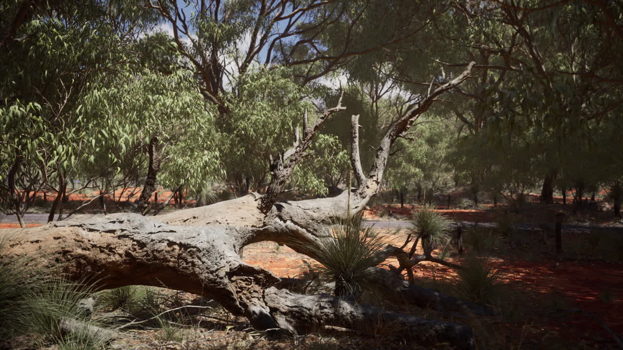 나무 가 있는  ⁇ 은 모래 덤불