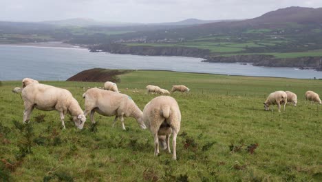 flock of sheeps grazing in pasture above scenic coastline of dinas island, wakes uk