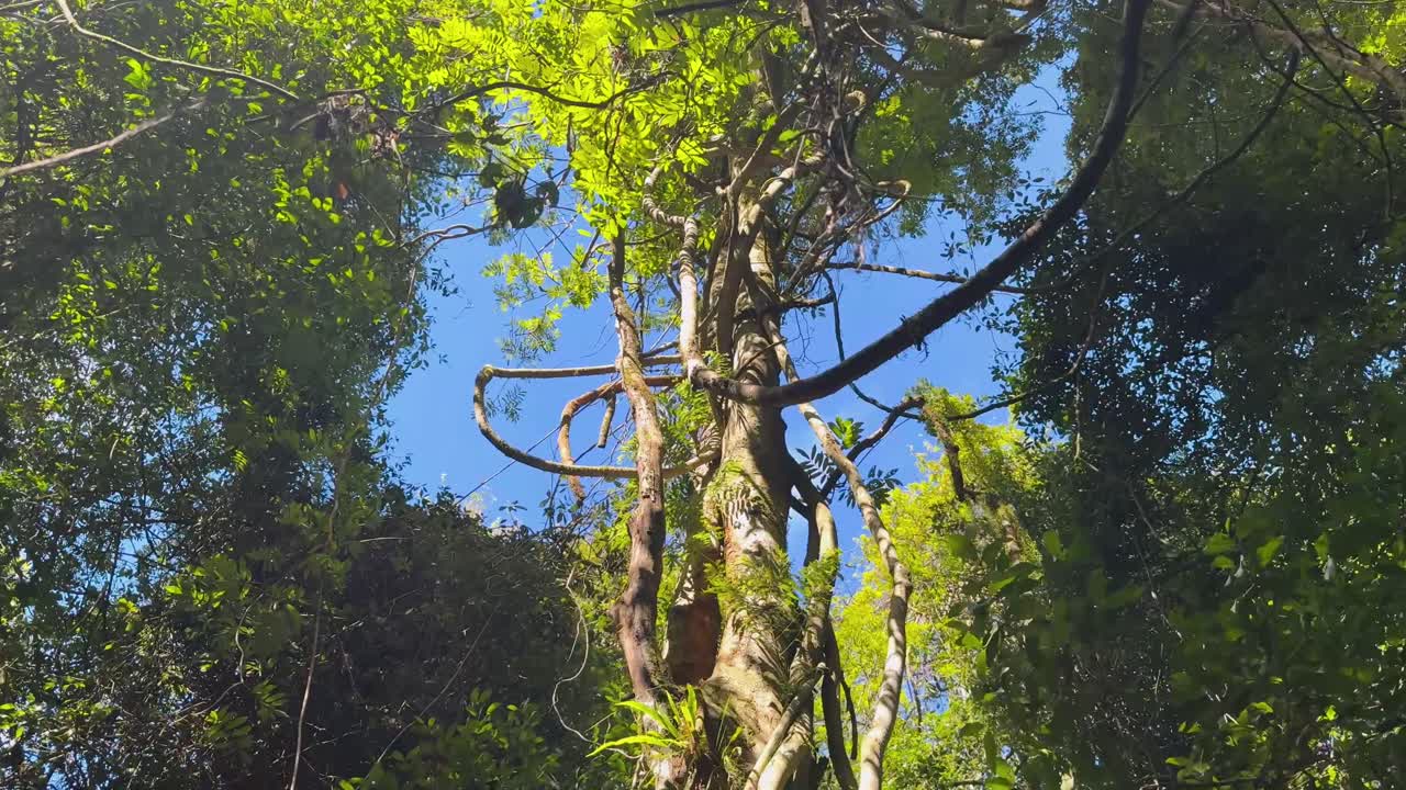 Camera tilts upward through dense forest, revealing tall trees, twisting vines, and bright green leaves illuminated by natural sunlight against a blue sky