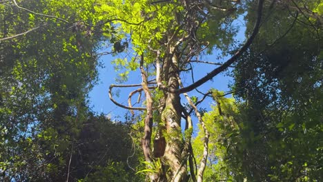 camera tilts upward through dense forest, revealing tall trees, twisting vines, and bright green leaves illuminated by natural sunlight against a blue sky