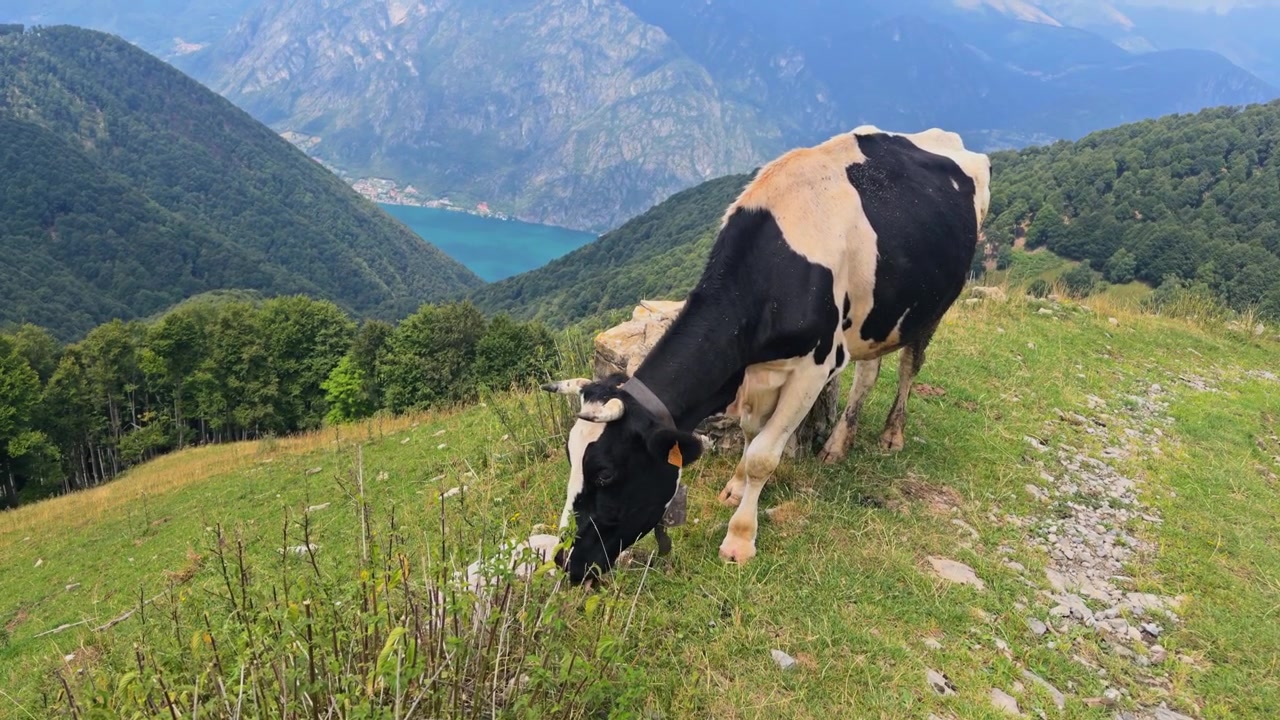 Bellissima mucca da latte bianca e nera che pascola su un lussureggiante pascolo di montagna verde. Maestoso paesaggio alpino con il Lago di Como, Italia, visibile sullo sfondo
